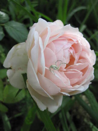 rose ' Madame Figaro ' ( Delrona ) de Delbard