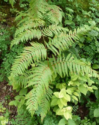 Pteridium aquililnum - fougère aigle