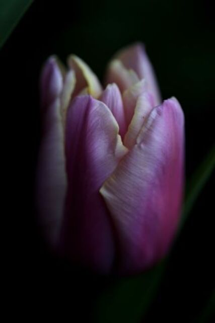 Tulipes 2020 : Holland Beauty