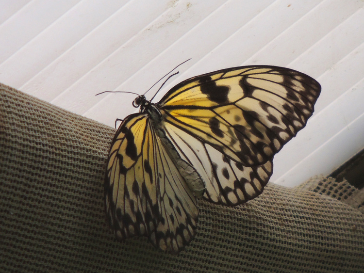 Papillons exotiques.Images gratuites.Par Jipé