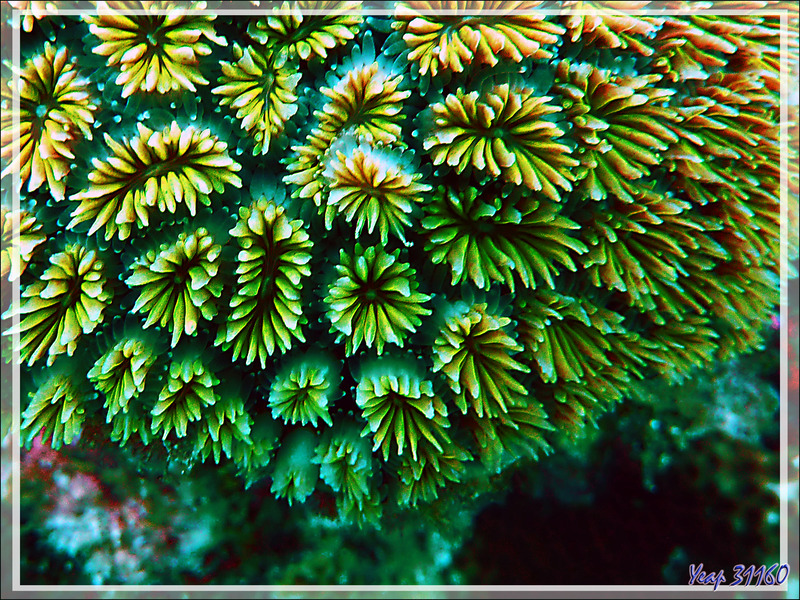 Corail piquant, Corail cristal, Starburst coral, Grass coral (Galaxea fascicularis) - Moofushi - Atoll d'Ari - Maldives