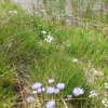 Jasione des montagnes (Jasione montana)