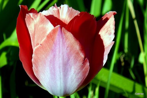 Les tulipes de mon jardin