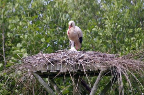 Situé dans la Réserve Naturelle de la Baie de Somme, le Parc ornithologique du Marquenterre est un paradis pour les oiseaux sauvages. Cet espace naturel de 250 hectares, composé de marais, de dunes et de forêts, est un lieu de prédilection pour les oiseaux migrateurs tels la spatule blanche, l'aigrette garzette et la bernache nonnette. Plusieurs parcours jalonnés de postes d'observation permettent aux visiteurs de découvrir et d'admirer les oiseaux sans les déranger. Un parcours tranquille, dans les seuls bruits ou bruissements des animaux... À découvrir de préférence au printemps, en période de nidification, lorsqu'il y a plus d'oiseaux présents s