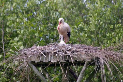 Situé dans la Réserve Naturelle de la Baie de Somme, le Parc ornithologique du Marquenterre est un paradis pour les oiseaux sauvages. Cet espace naturel de 250 hectares, composé de marais, de dunes et de forêts, est un lieu de prédilection pour les oiseaux migrateurs tels la spatule blanche, l'aigrette garzette et la bernache nonnette.  Plusieurs parcours jalonnés de postes d'observation permettent aux visiteurs de découvrir et d'admirer les oiseaux sans les déranger.  Un parcours tranquille, dans les seuls bruits ou bruissements des animaux... À découvrir de préférence au printemps, en période de nidification, lorsqu'il y a plus d'oiseaux présents s