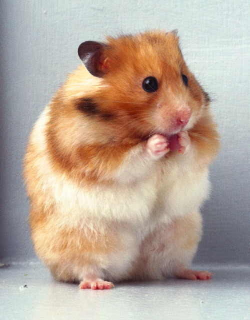 Le hamster syrien (doré) - Le Hamster