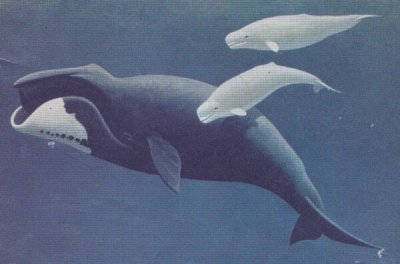 La baleine boréale a un secret de longévité