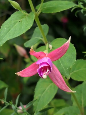 Retour au jardin