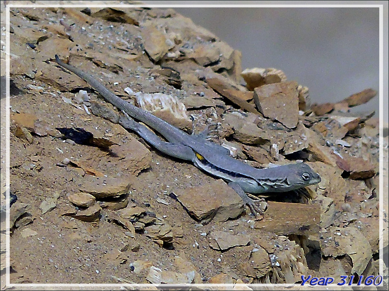 Lézard Péruvien ou Peru Pacific Iguana (Microlophus peruvianus) - Playa Yumaque - Réserve de Paracas - Pisco - Pérou