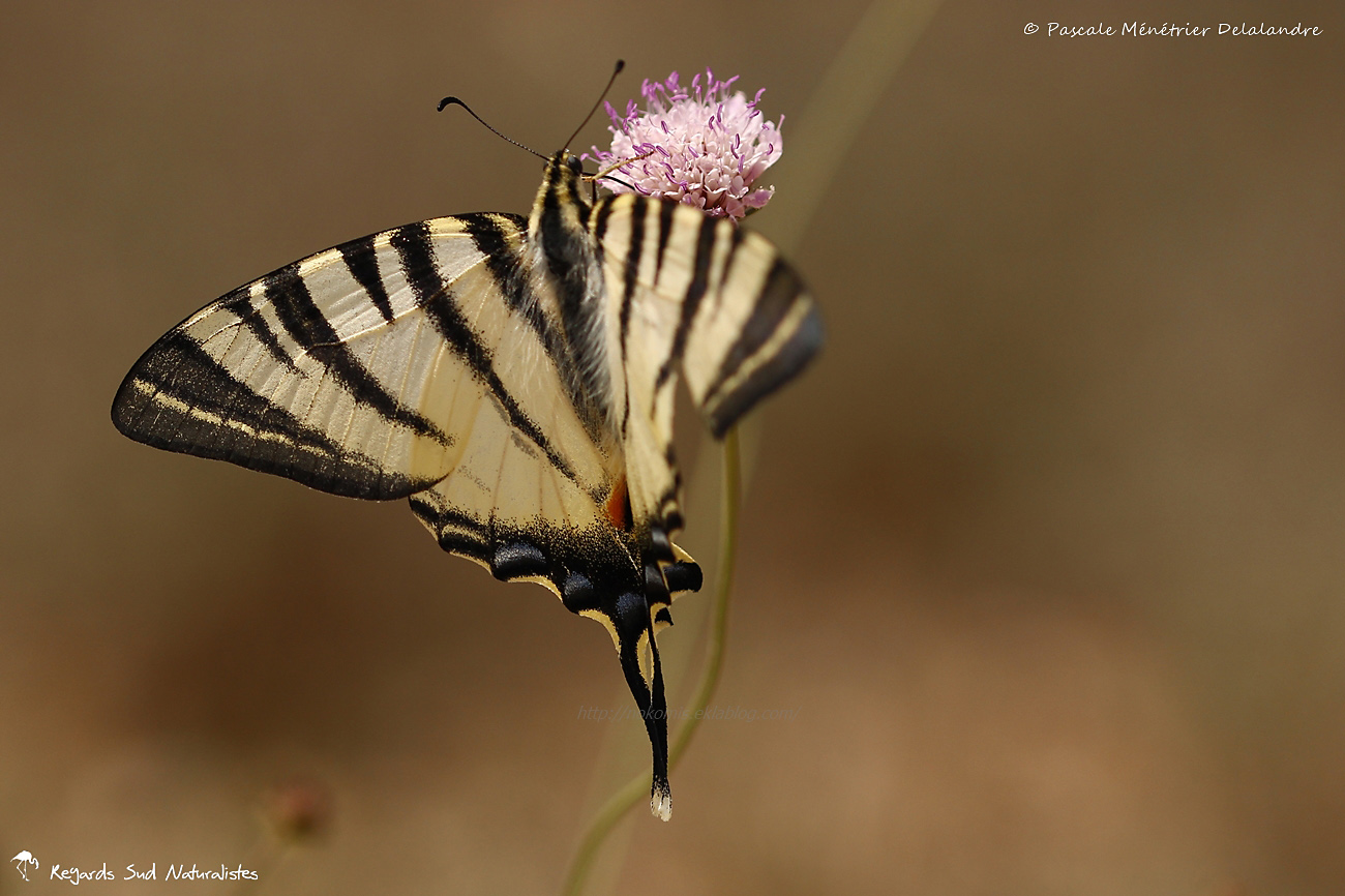 Le Flambé (Iphiclides podalirius) - Papilionidae