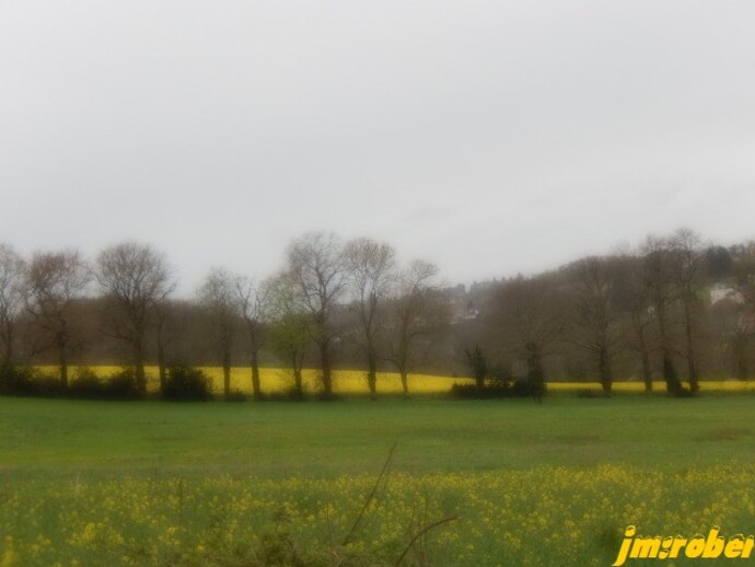 Une balade nature sur fond jaune ou blanc....