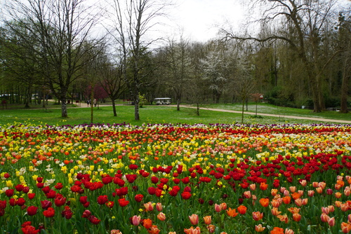 Cheverny et ses tulipes