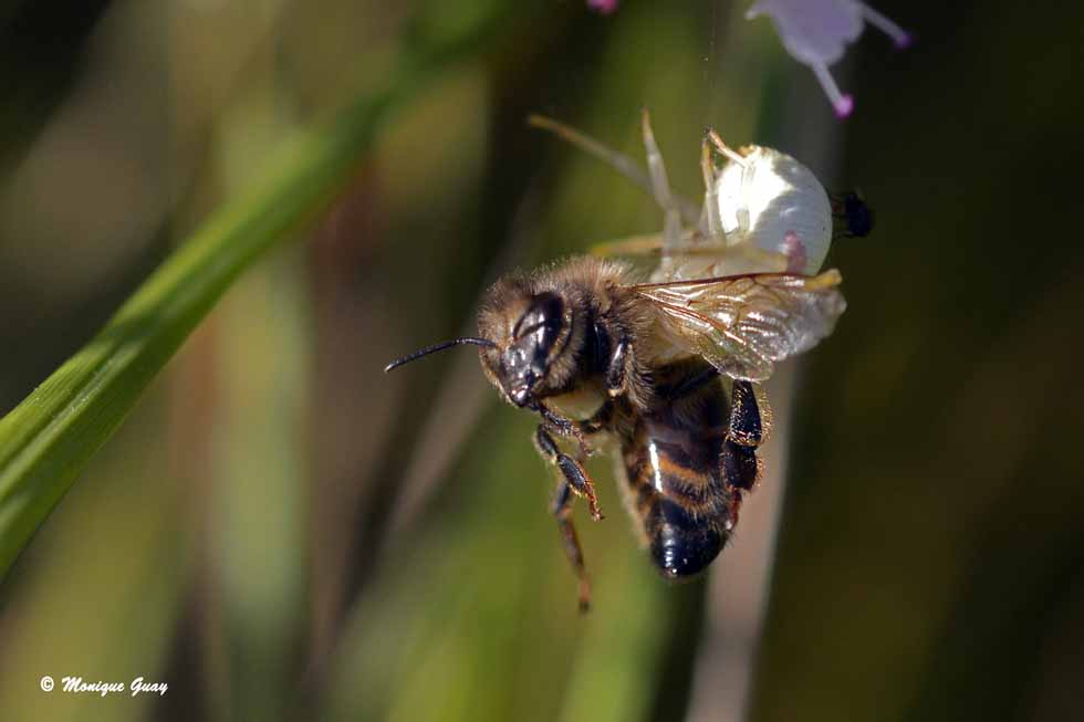 Abeille comme festin