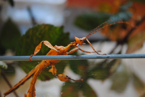 Phasmes Scorpions : Mâle en Evasion !! 