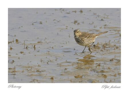 Pipit farlouse 2