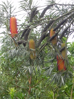 Jardin Exotique de Roscoff