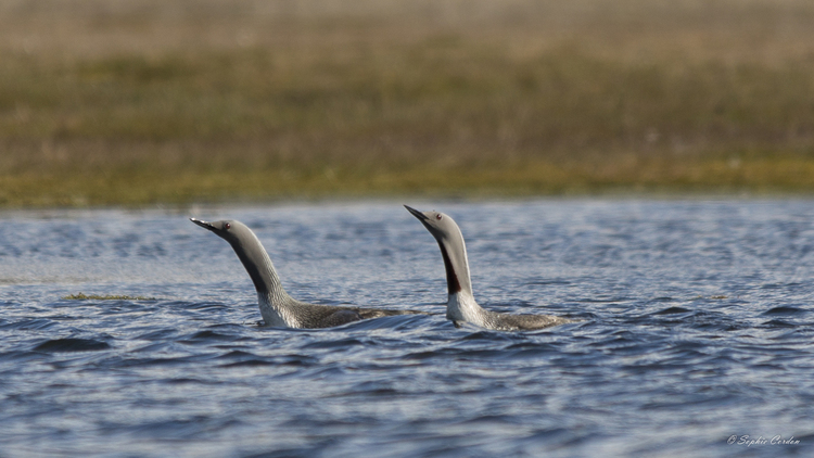 Pornographie ornithologique