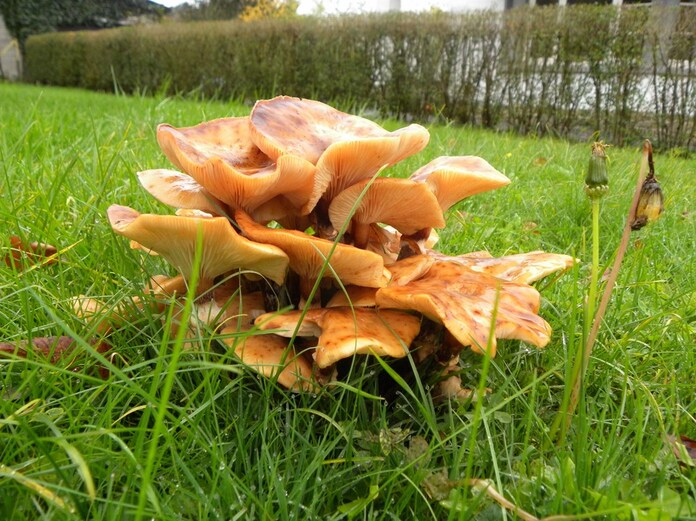 Faux Clitocybe lumineux?