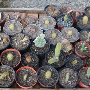26 juin 2012 - Boutures cactus et succulentes