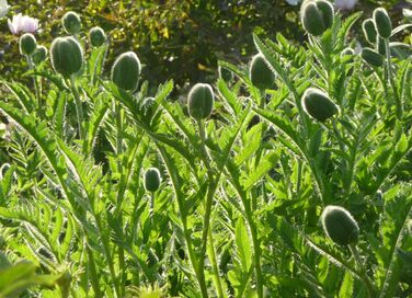                                     ** LES  PAVOTS  d'ORENEMENT :  Avant la Pluie..!!