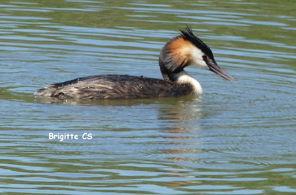 Les grèbes huppés au parc ornithologique du Teich...