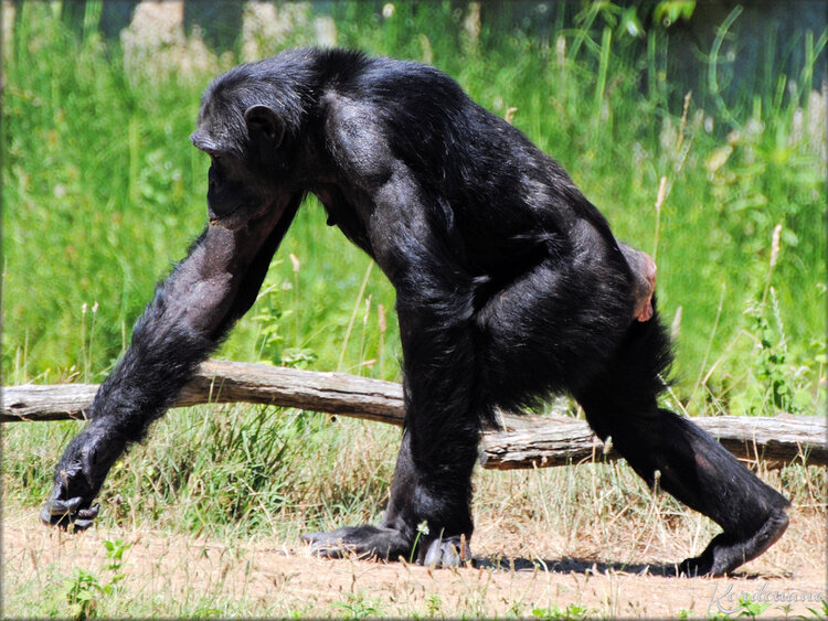 Photo de Chimpanzés du Zoo de la Palmyre