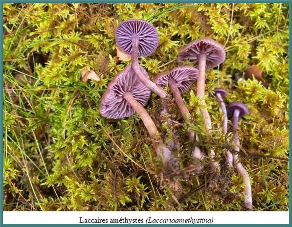 Quelques superbes espèces de champignons récoltées lors du séjour de la société Mycologique dans le parc du Morvan