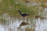 Oiseaux