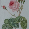 Rose à feuille de choux