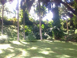 au centre de l'île : Coconi