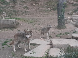 Mercredi 6 avril : Parc animalier des Pyrénées