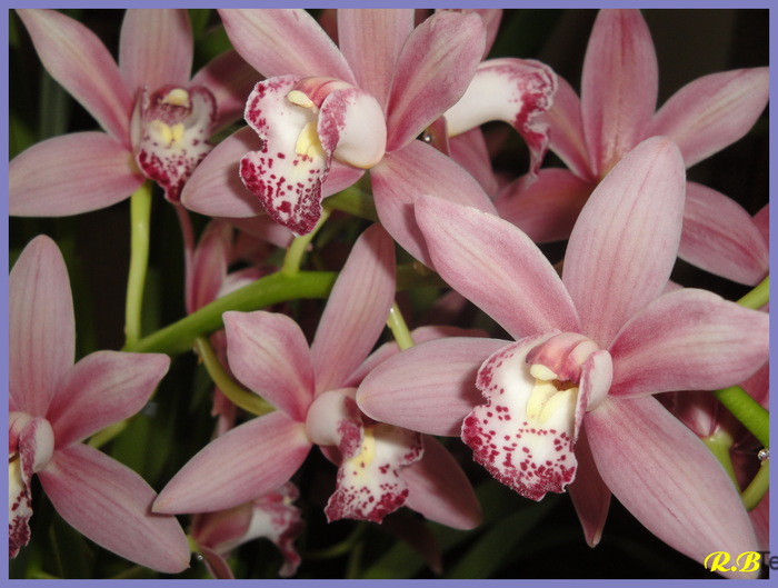 Orchidées.1