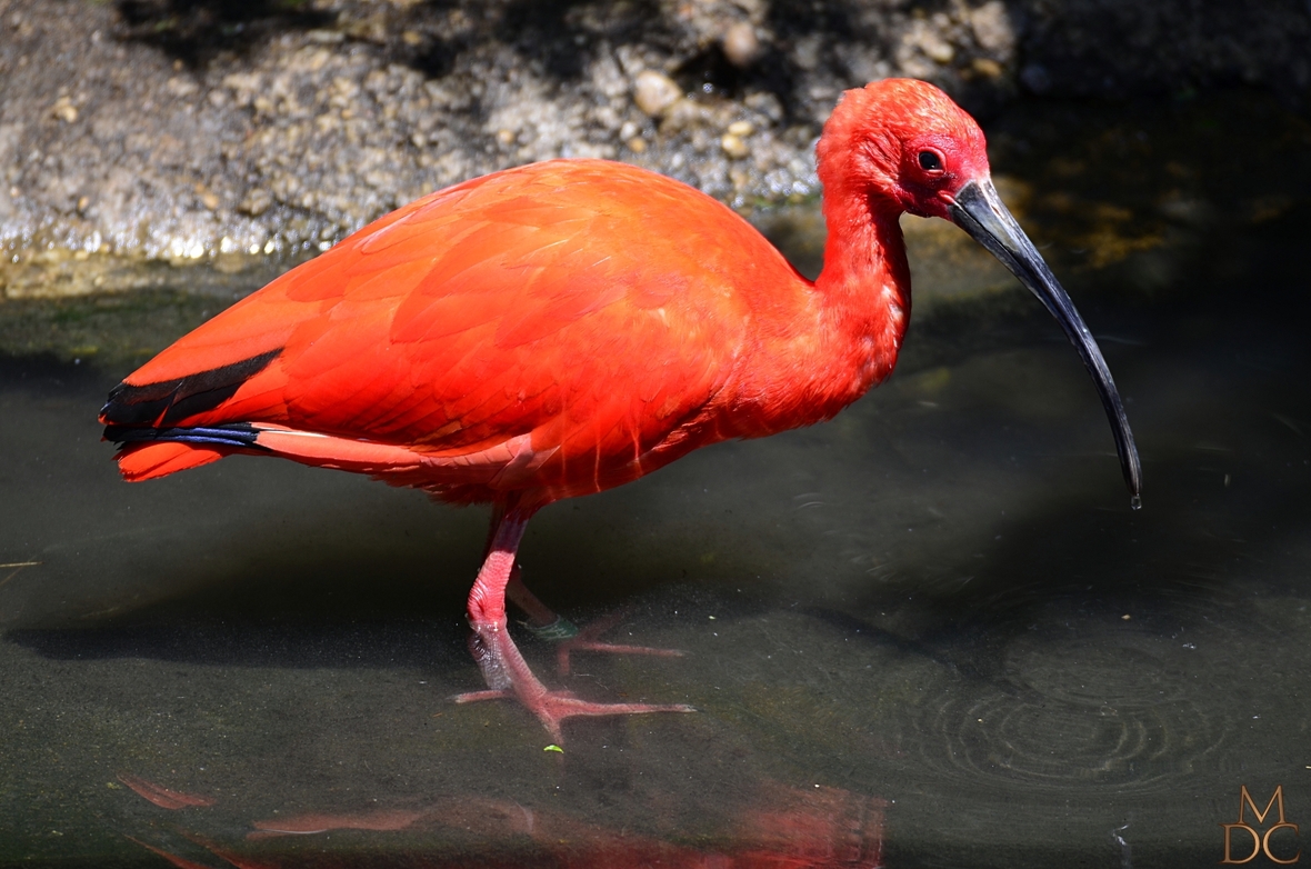 IBIS ROUGE