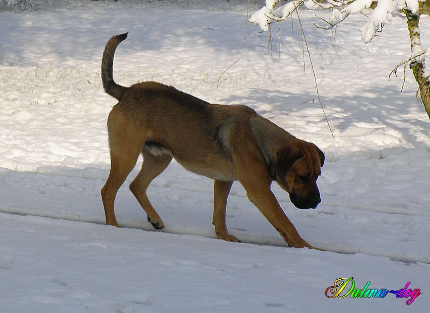 Taos et Chipeur dans la neige