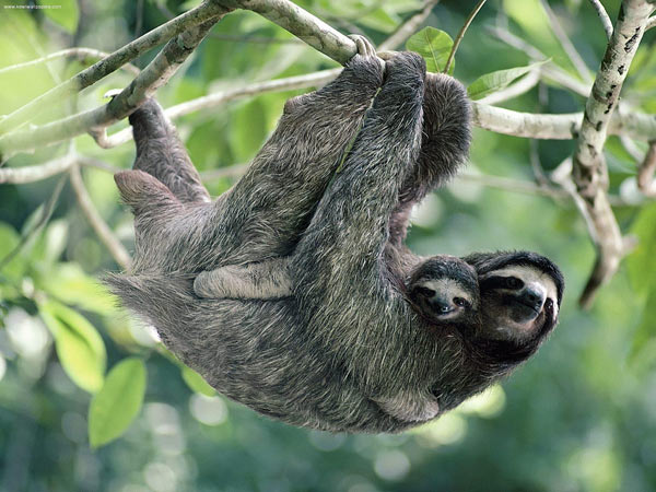 Paresseux et son bébé