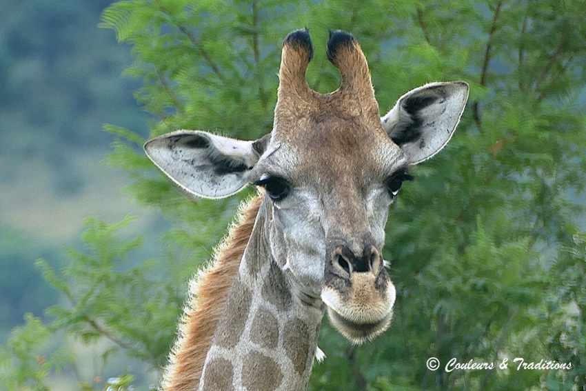 Familles de girafes 