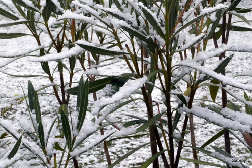 Il neige ce matin