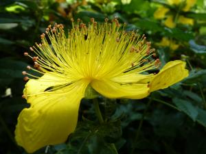 Les Fleurs des Fées