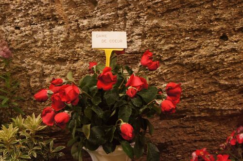 Journées de la Rose : cave Crespin Chatenay