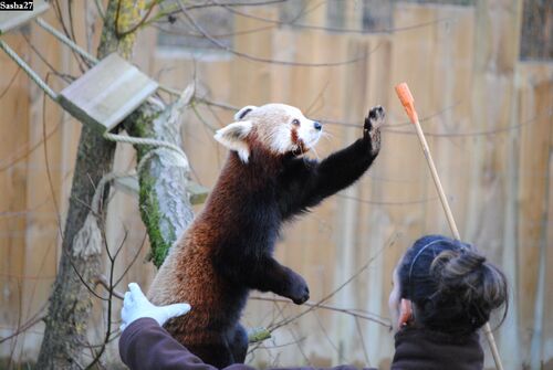 Ying, le mâle Panda Roux.