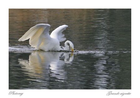 Grande aigrette 6