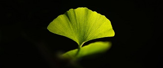 Les feuilles de l'arbre aux écus ...