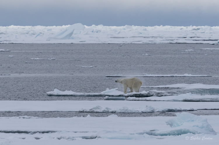 L'ours nageur... encore lui