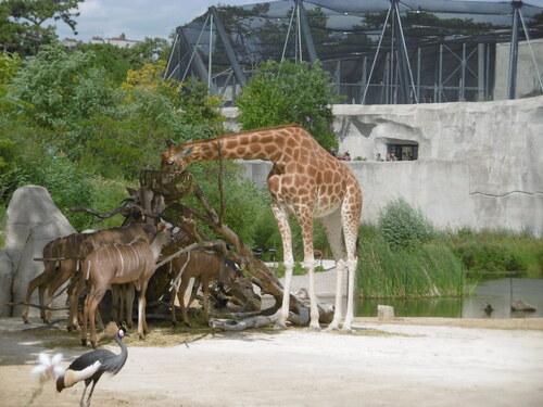 Au zoo de Vincennes
