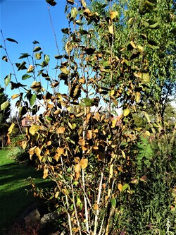 Sous le soleil de novembre!