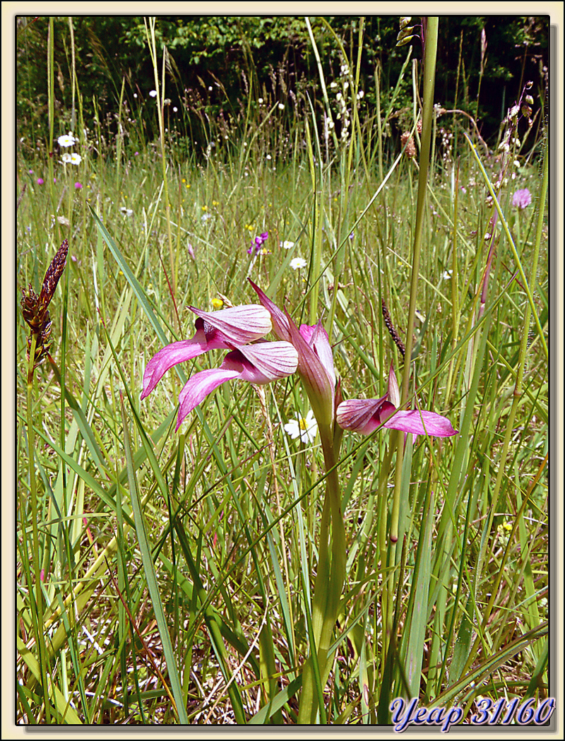 Sérapias lingua (Orchidée) - Aurignac - 31  (Flore) 