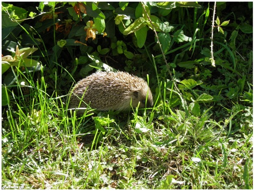 Hérisson au jardin 