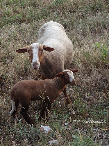 Moutons