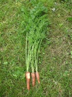 [2011-09-15] Sont-elles pas belles mes carottes?