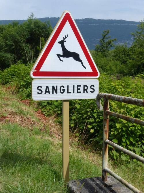 Attention Aux Sangliers